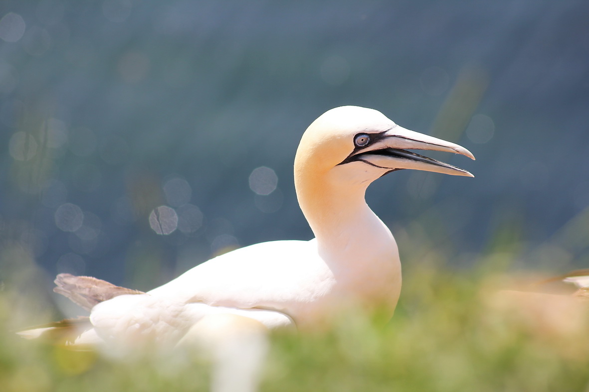 "Basstölpel - Helgoland"