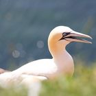 "Basstölpel - Helgoland"