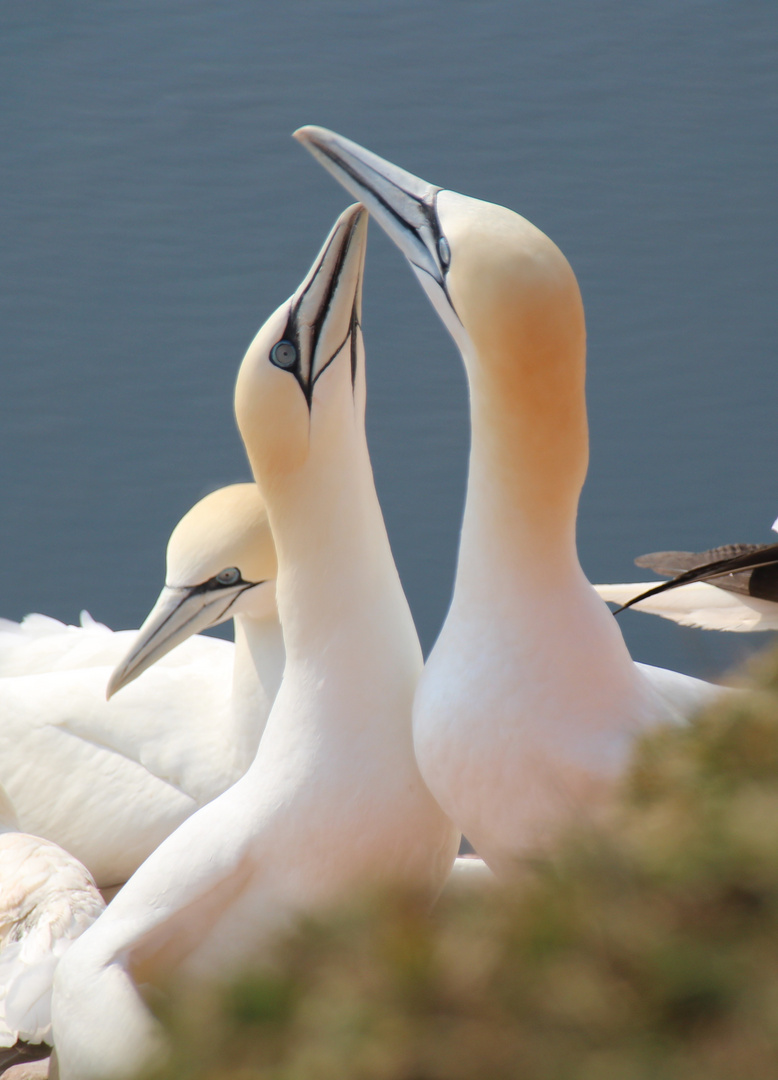 Basstölpel Helgoland