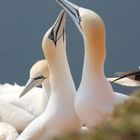 Basstölpel Helgoland