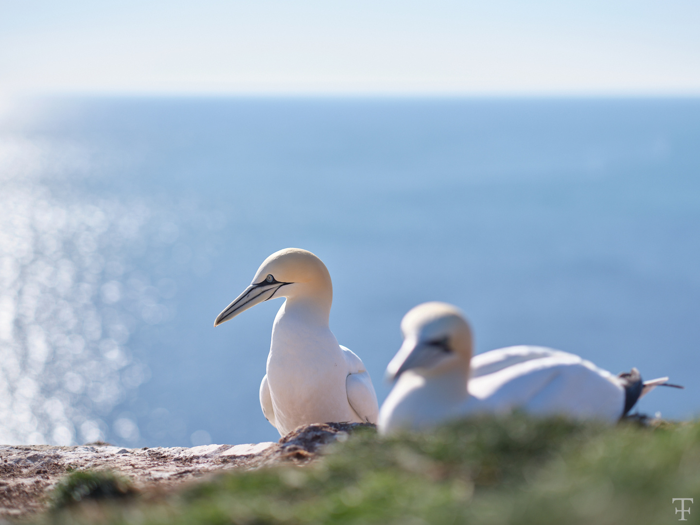 Basstölpel Helgoland