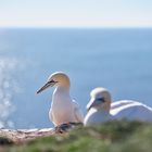 Basstölpel Helgoland