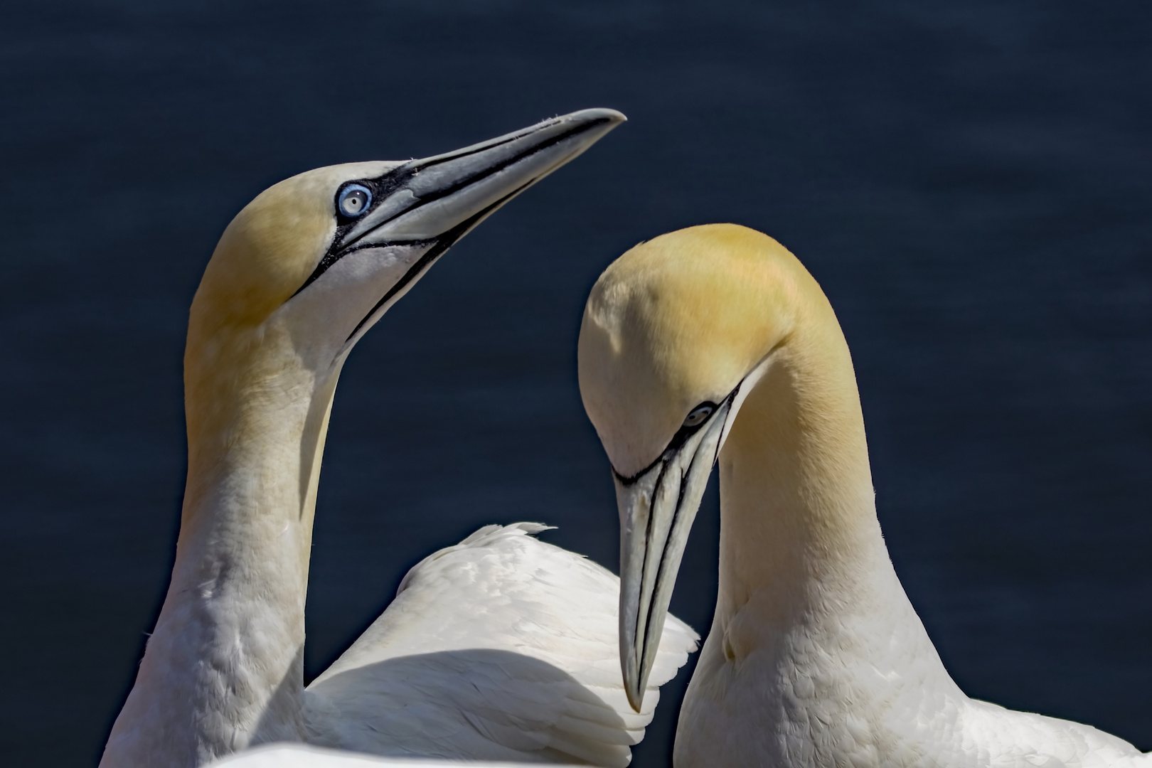 Basstölpel Helgoland 