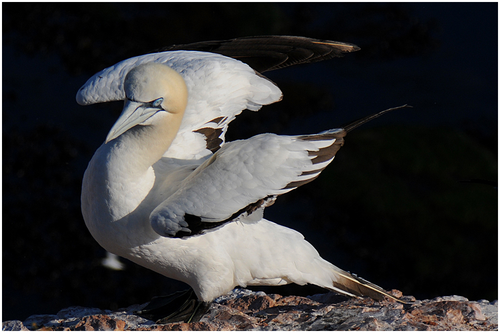 Basstölpel - Helgoland