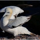 Basstölpel - Helgoland