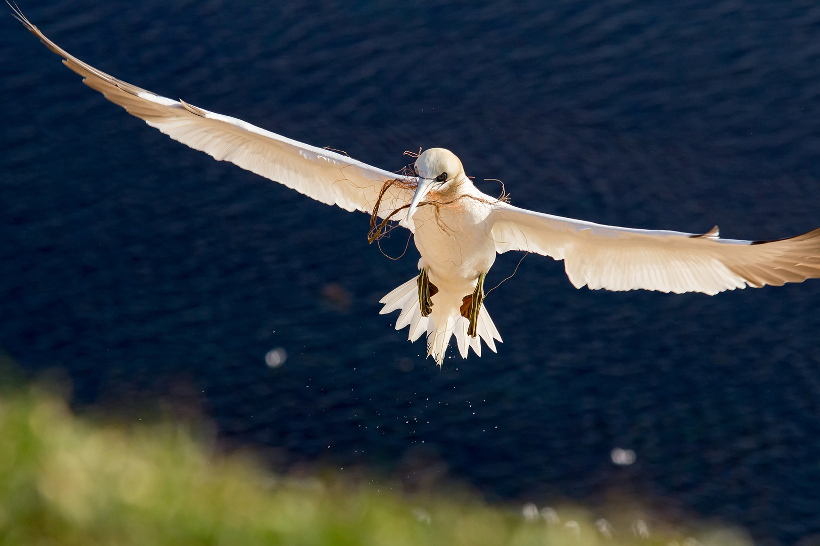 Basstölpel im Anflug