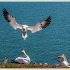 Basstölpel im Anflug auf Helgoland