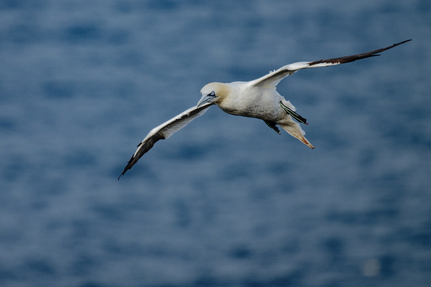 Basstölpel im Anflug auf Helgoland