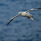 Basstölpel im Anflug auf Helgoland