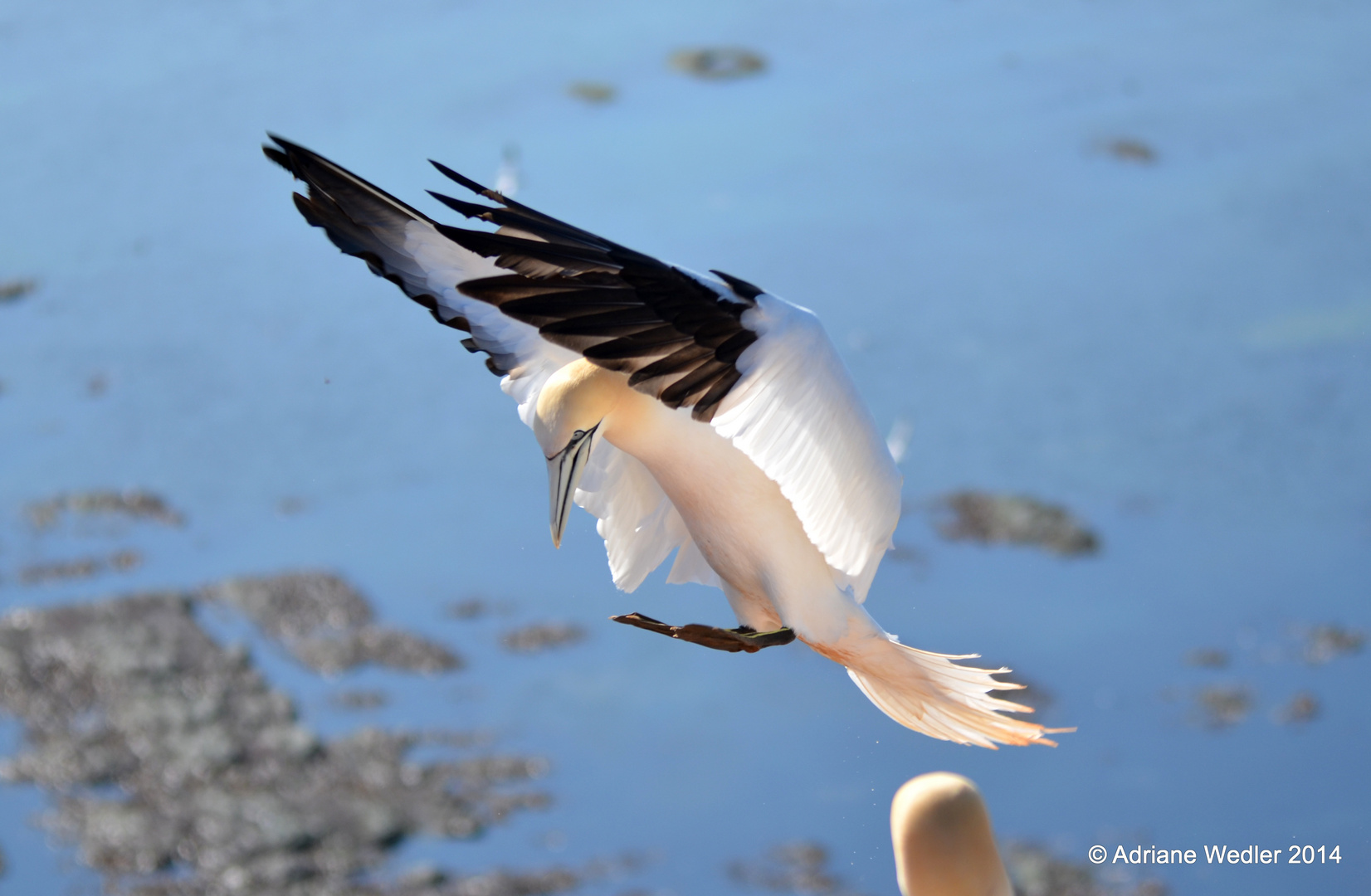 Basstölpel im Anflug auf Helgoland