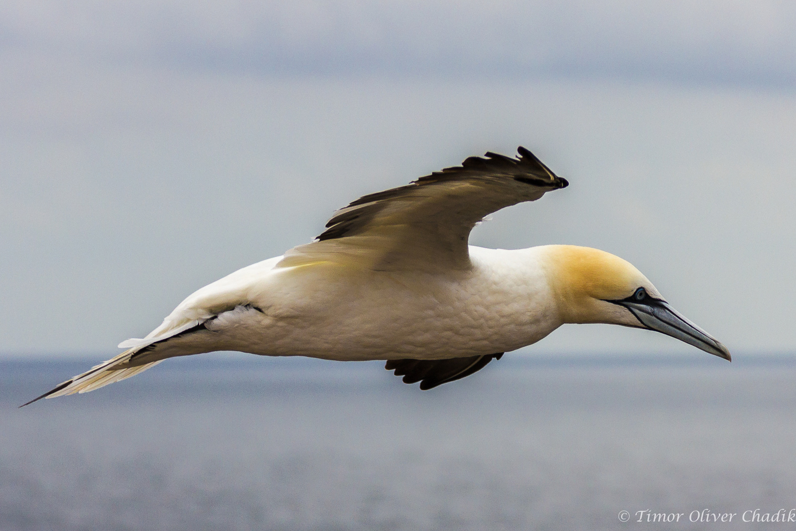 Basstölpel im Anflug auf Helgoland