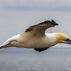 Basstölpel im Anflug auf Helgoland