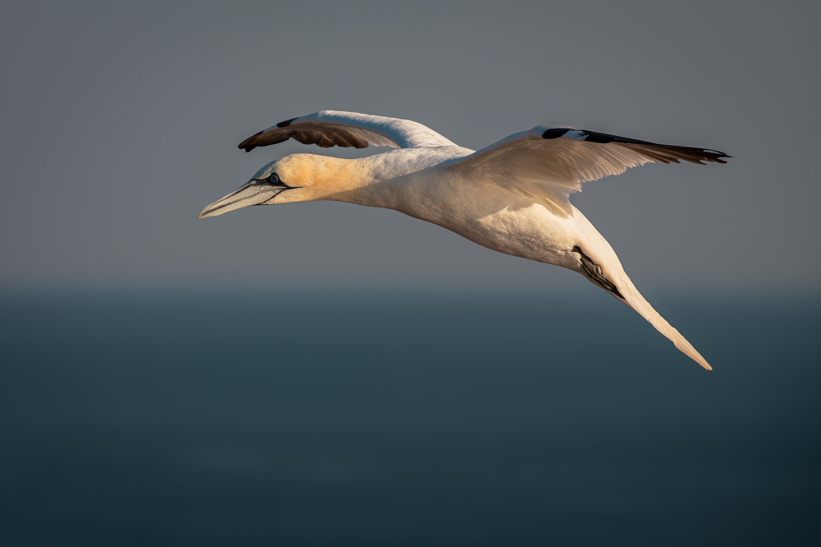 Basstoelpel im Anflug