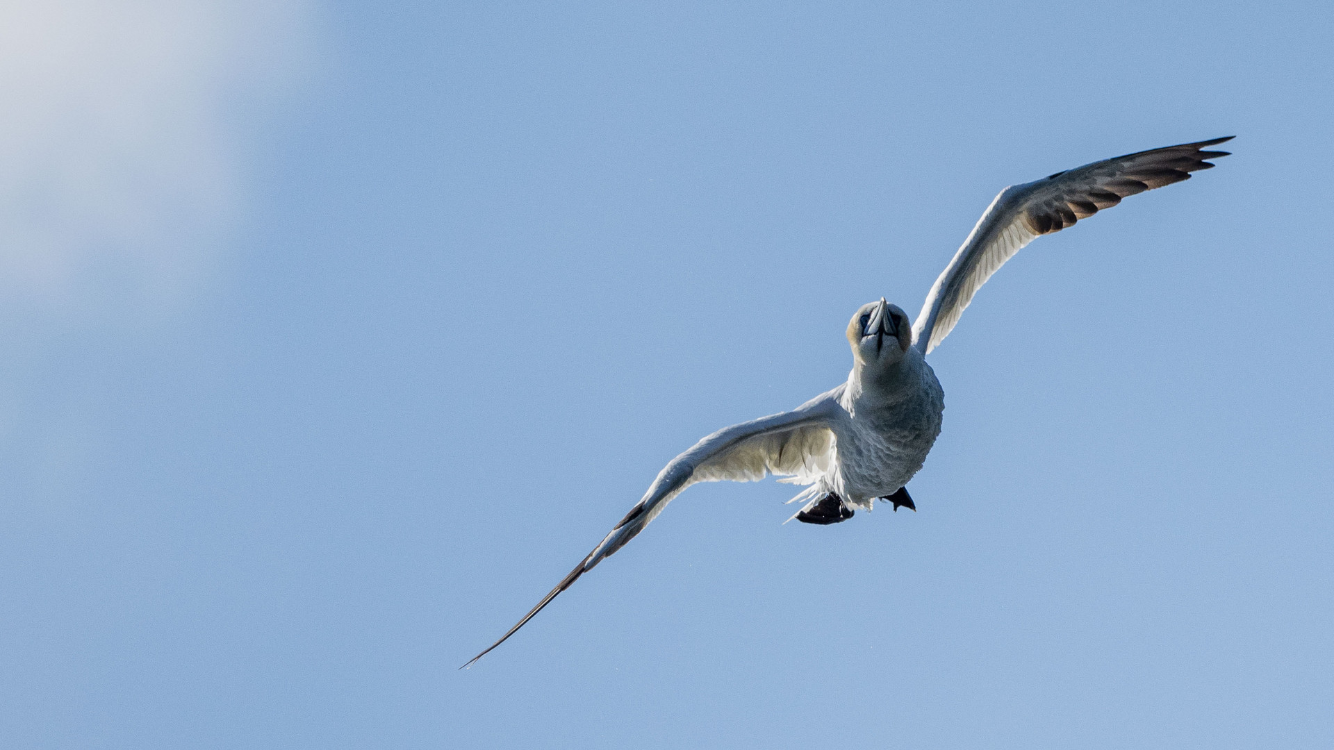 Basstölpel im Anflug