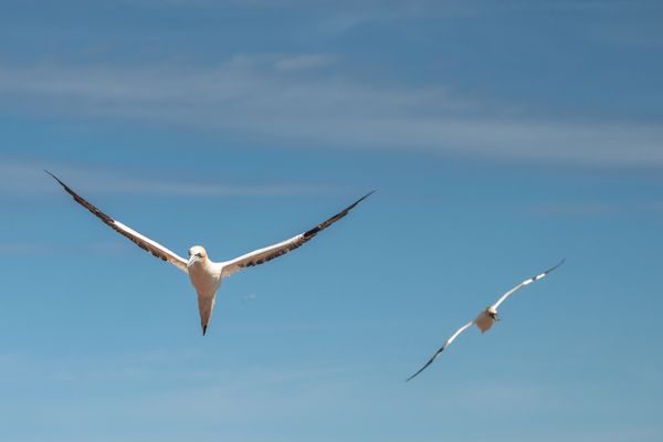Basstölpel im Anflug