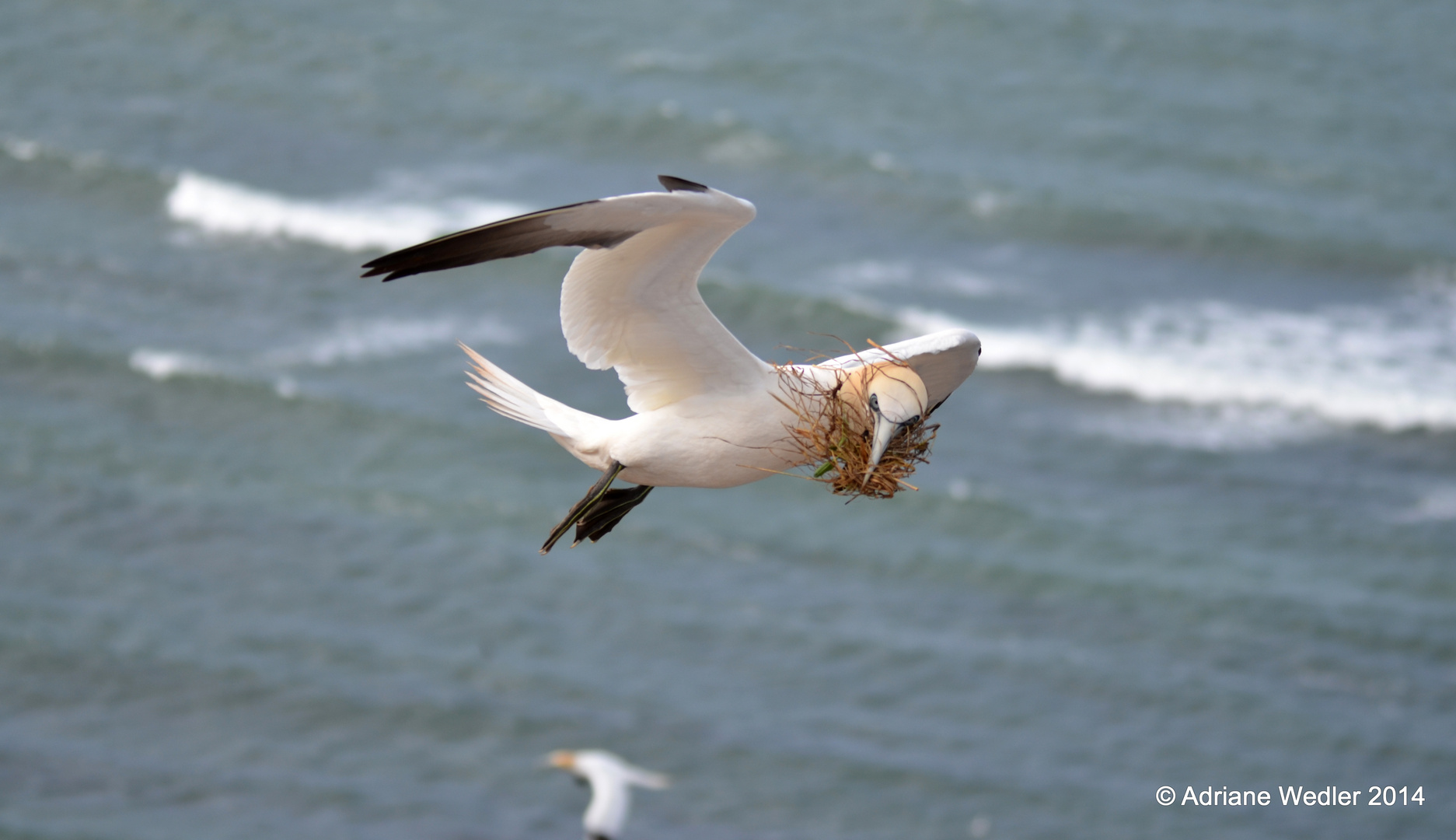 Basstölpel im Anflug mit Nistmaterial auf Helgoland bei Windstärke 10