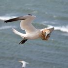 Basstölpel im Anflug mit Nistmaterial auf Helgoland bei Windstärke 10