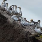 Basstölpel im Finistere