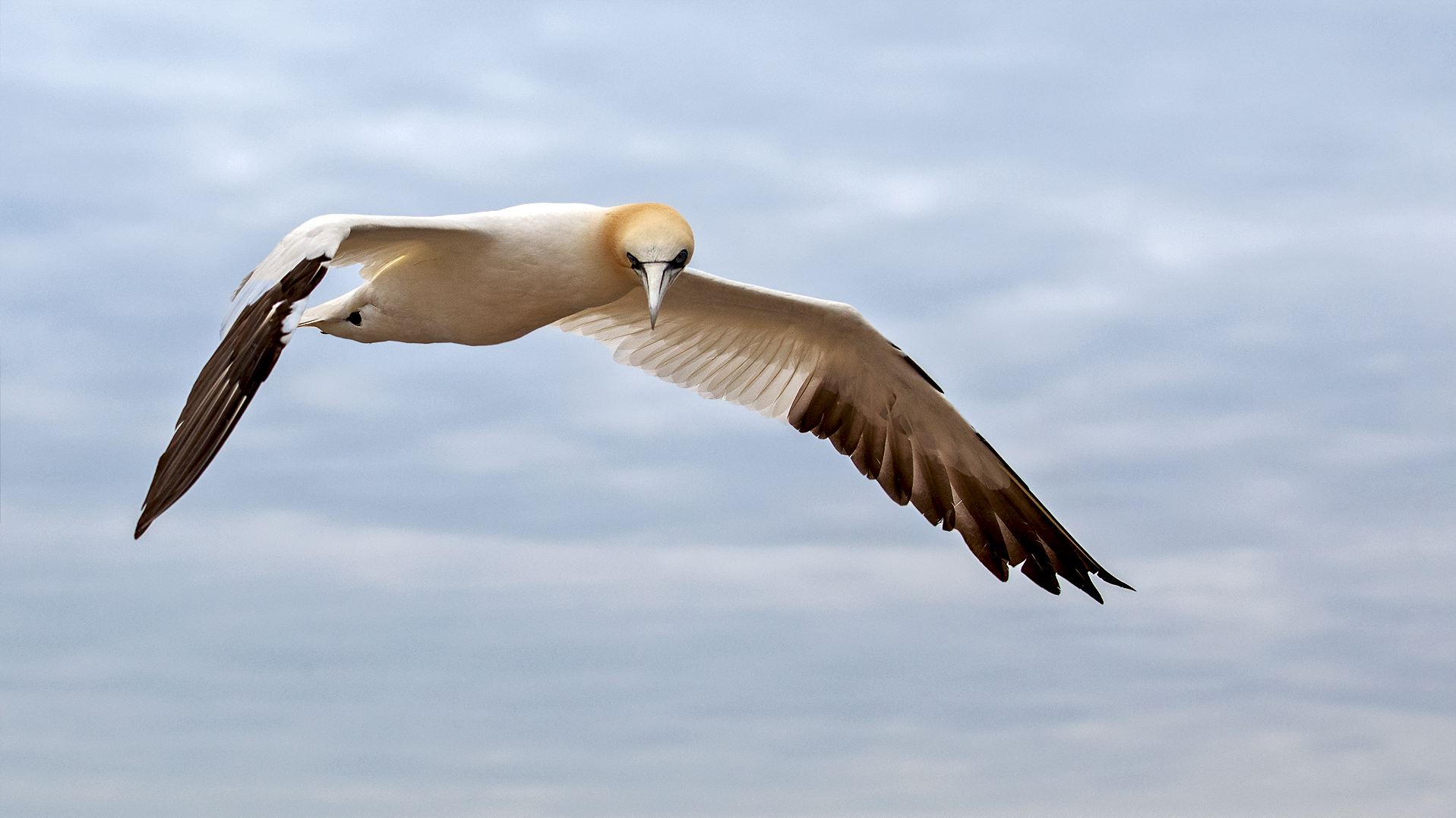 Basstölpel im Flug 001 