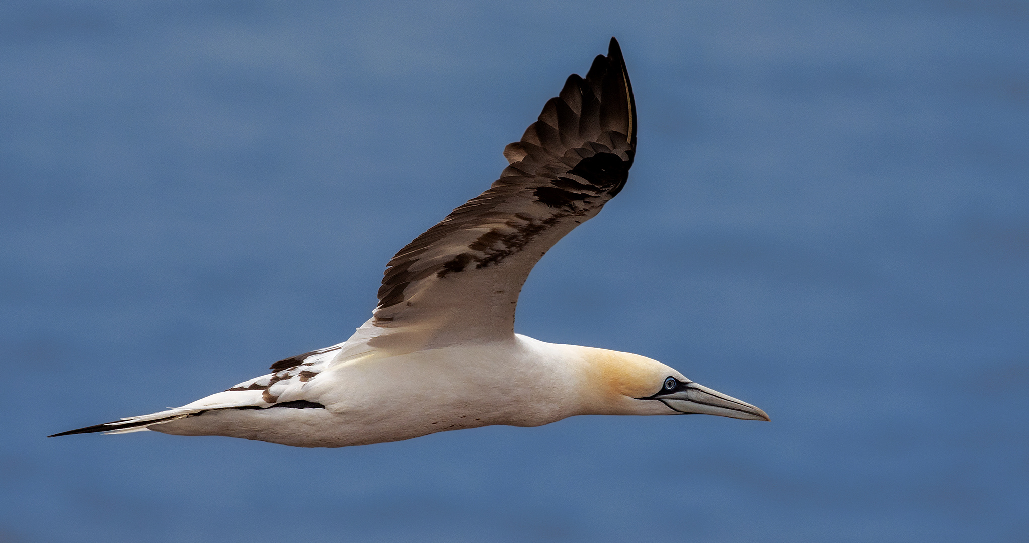  Basstölpel im Flug 001