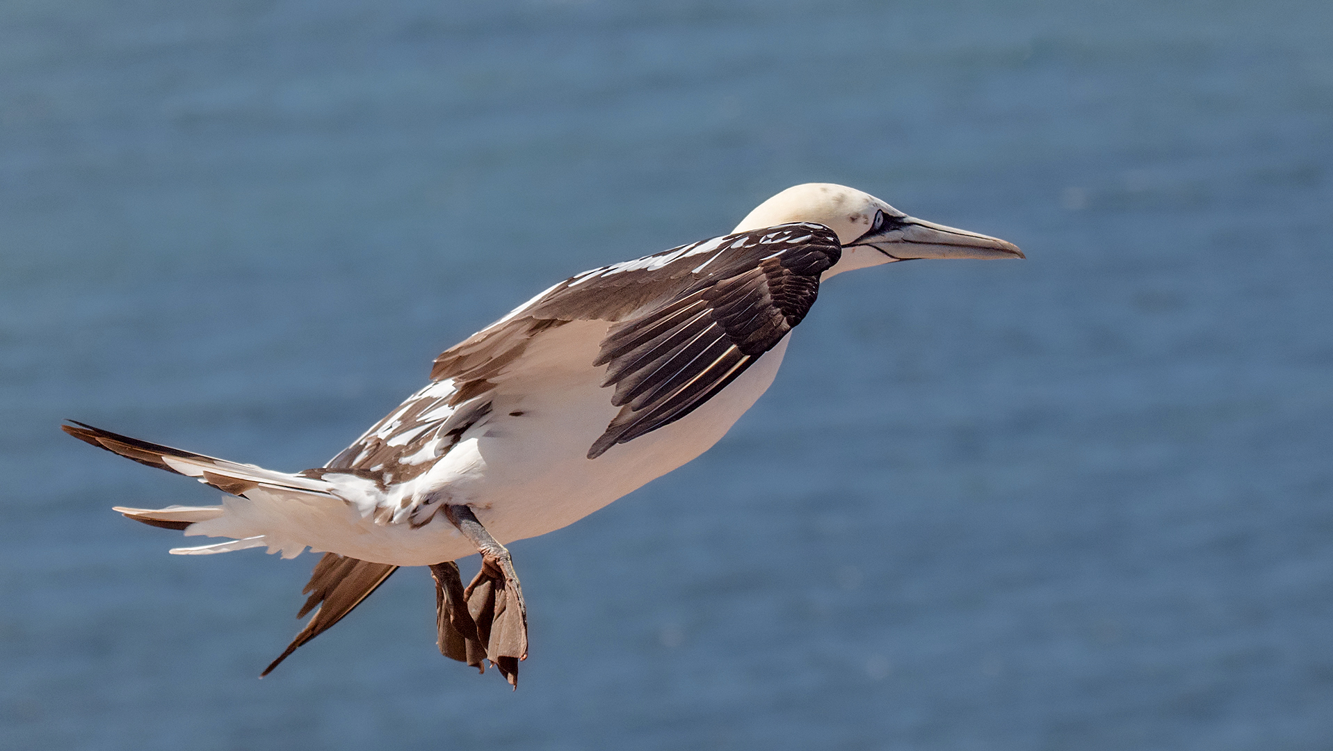 Basstölpel im Flug 001 Jungvogel