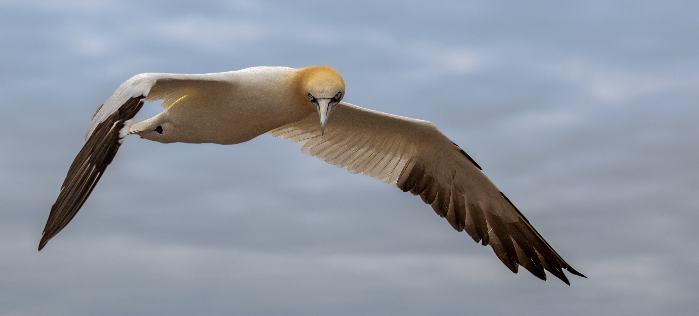  Basstölpel im Flug 004 