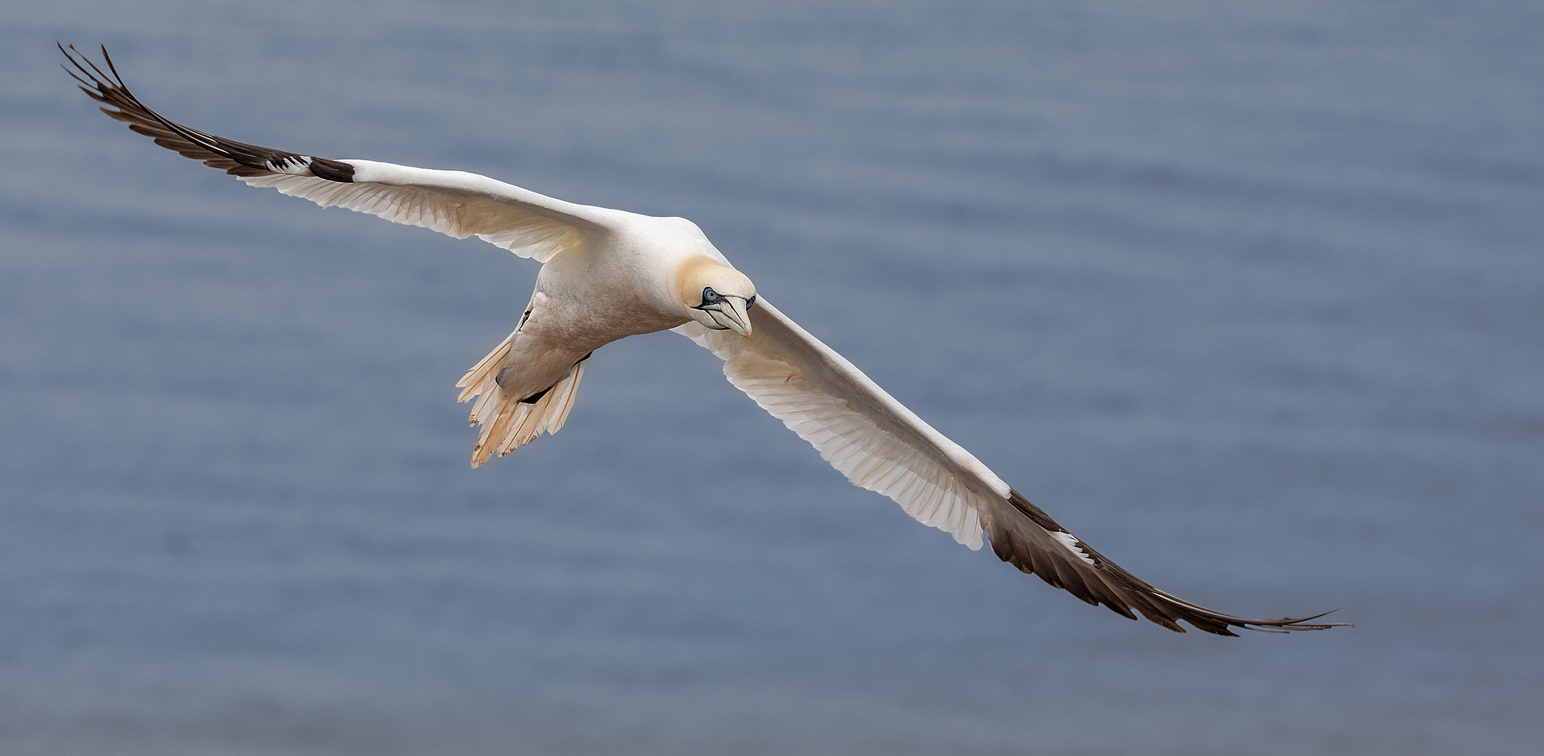 Basstölpel im Flug 004