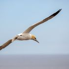 Basstölpel im Flug 006 