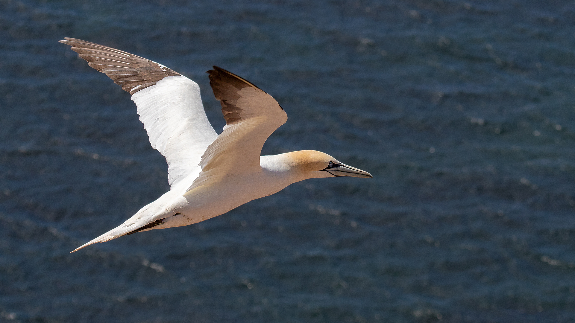 Basstölpel im Flug 009 