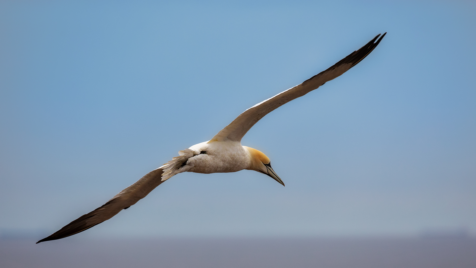 Basstölpel im Flug 012 