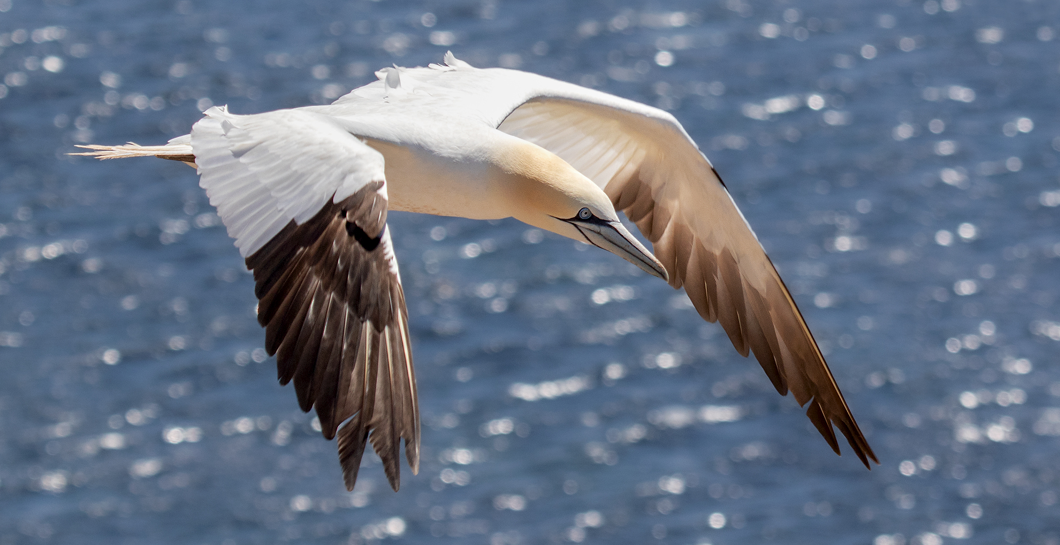 Basstölpel im Flug 012 