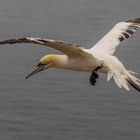 Basstölpel im Flug