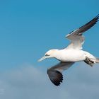 Basstölpel im Flug 1