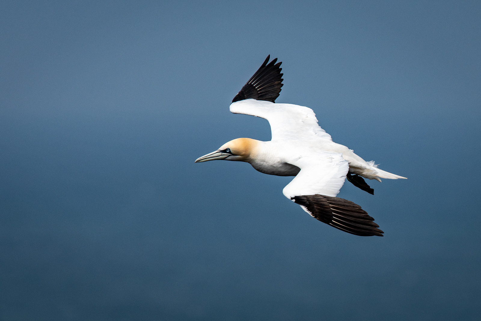 Basstölpel im Flug