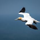 Basstölpel im Flug