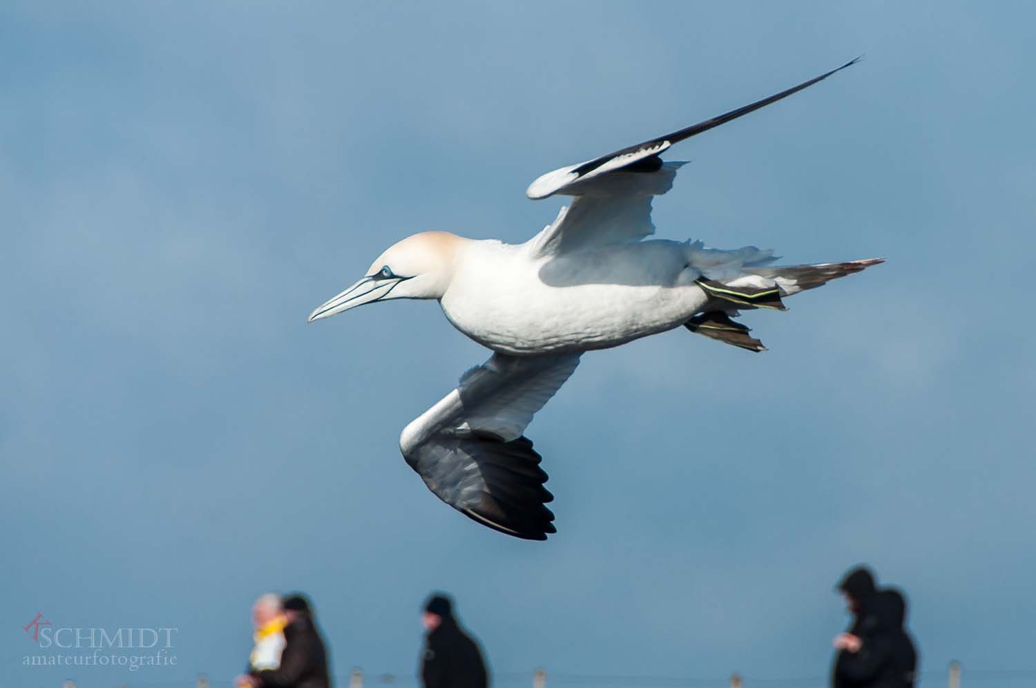 Basstölpel im Flug 2