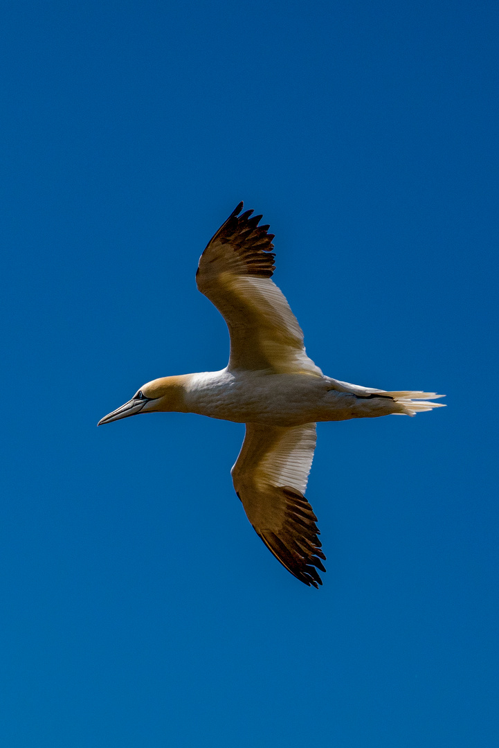 Basstölpel im Flug 2