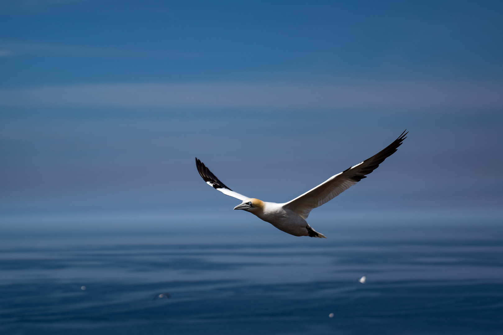 Basstölpel im Flug 