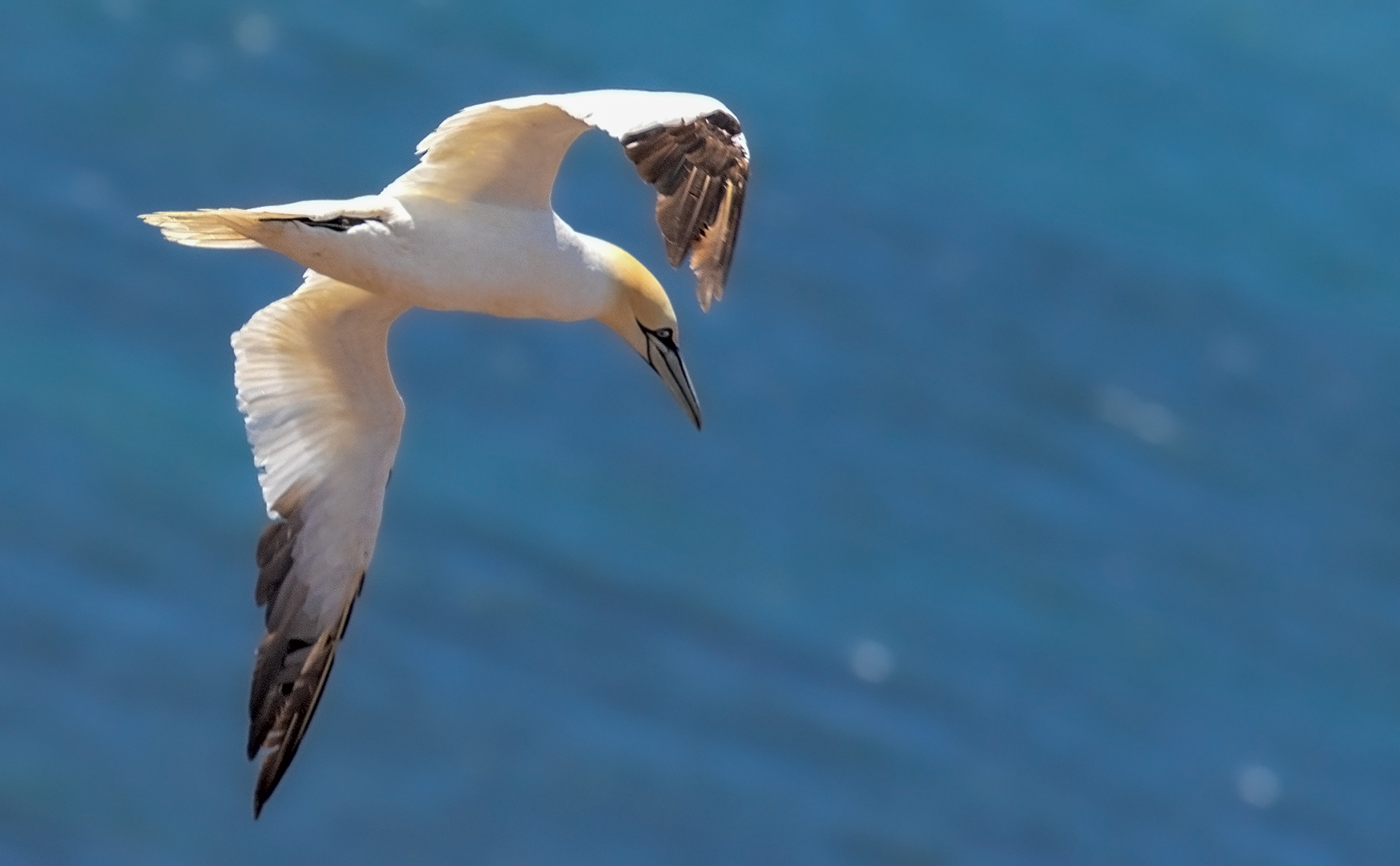 Basstölpel im Flug 