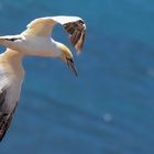 Basstölpel im Flug 