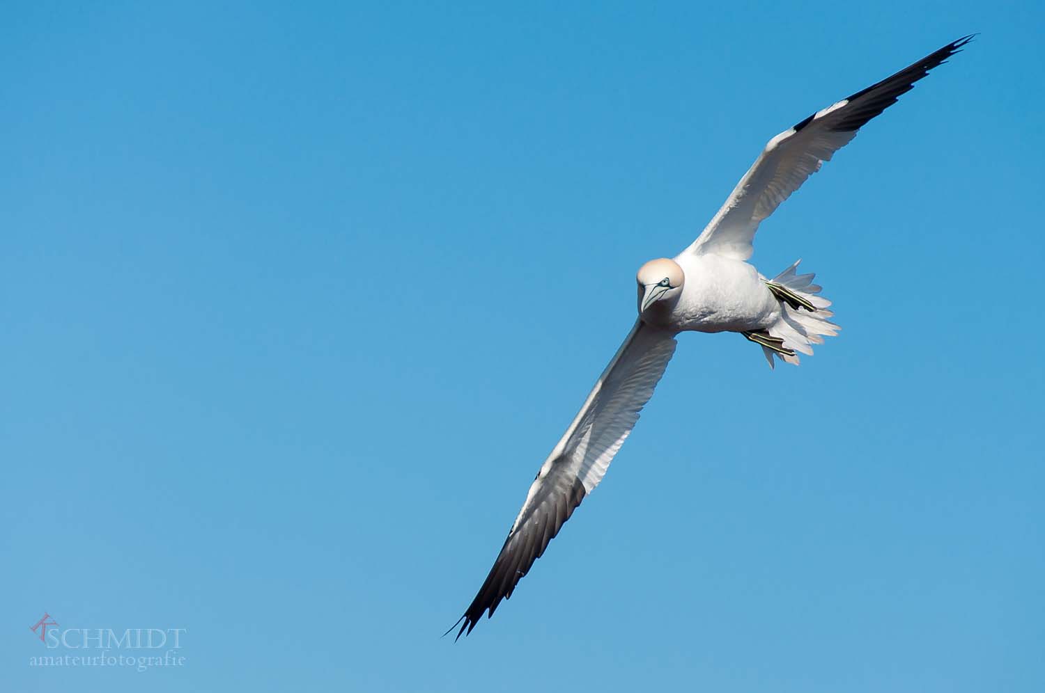 Basstölpel im Flug 3