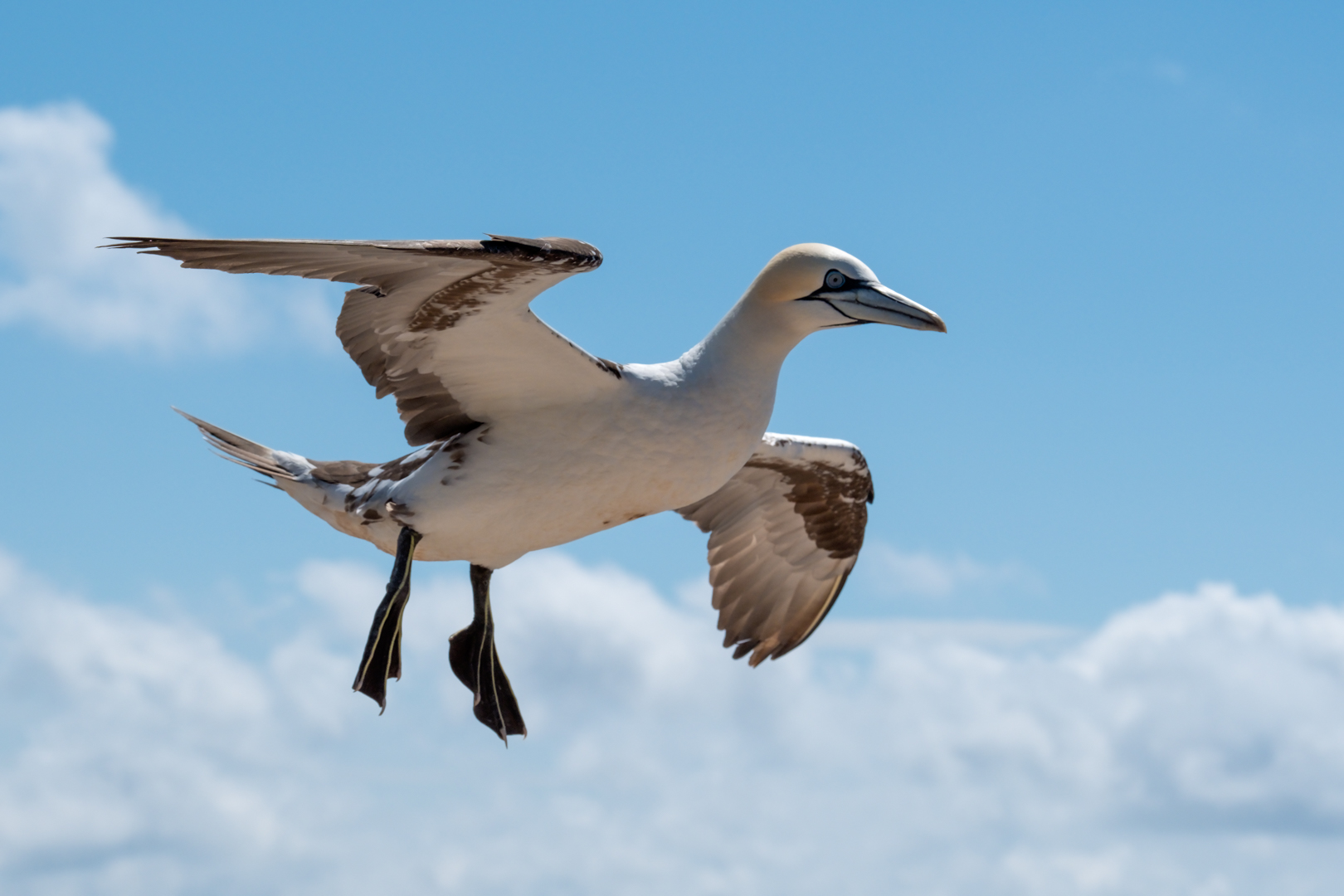 Baßtölpel im Flug