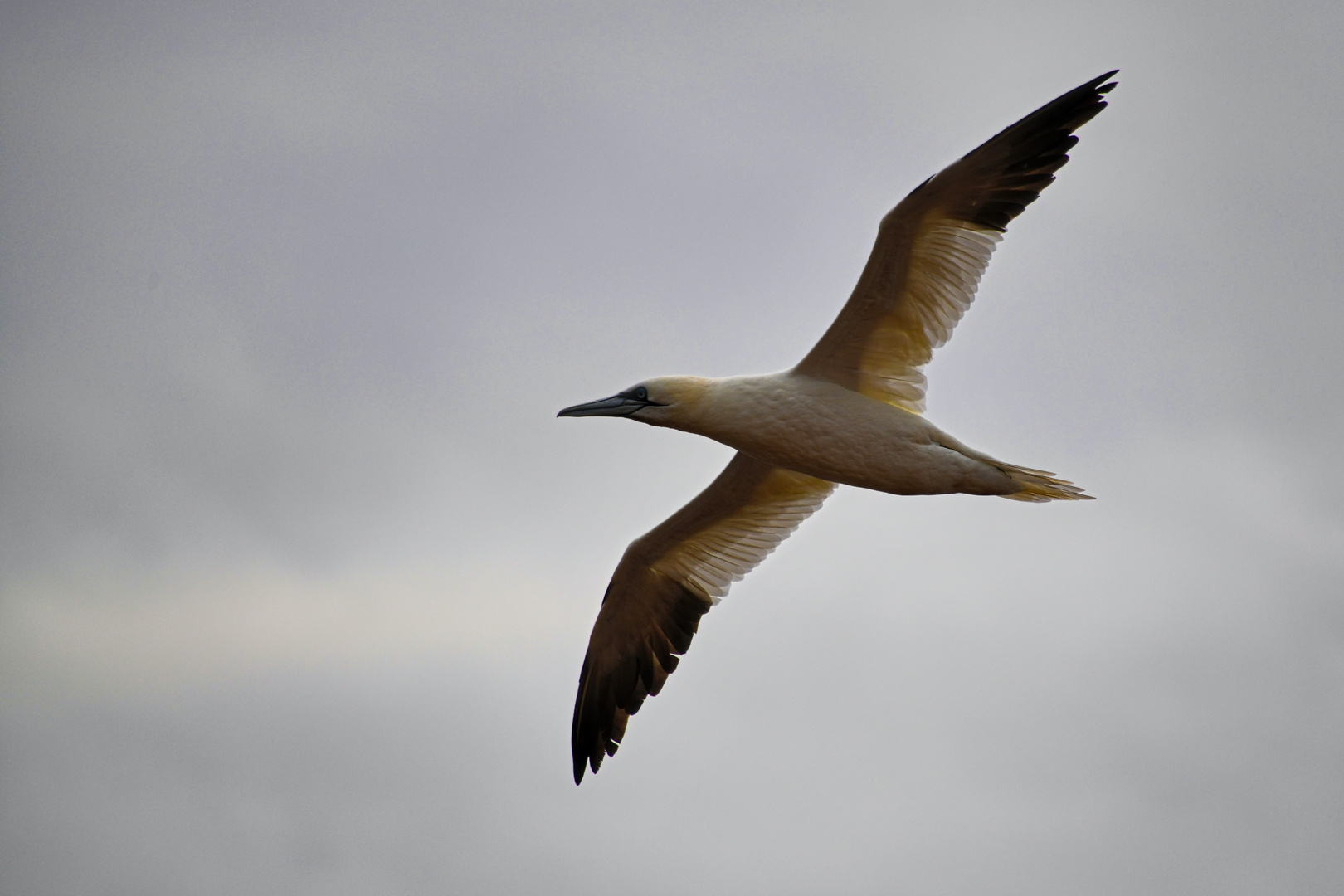 Basstoelpel im Flug