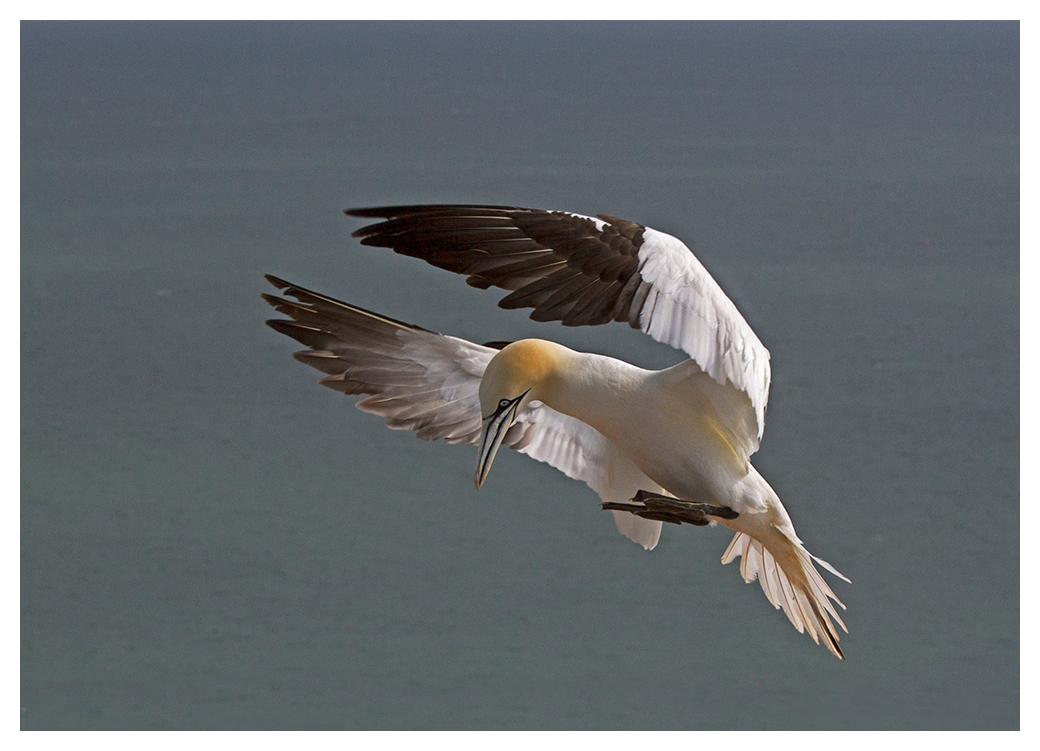 Basstölpel im Flug