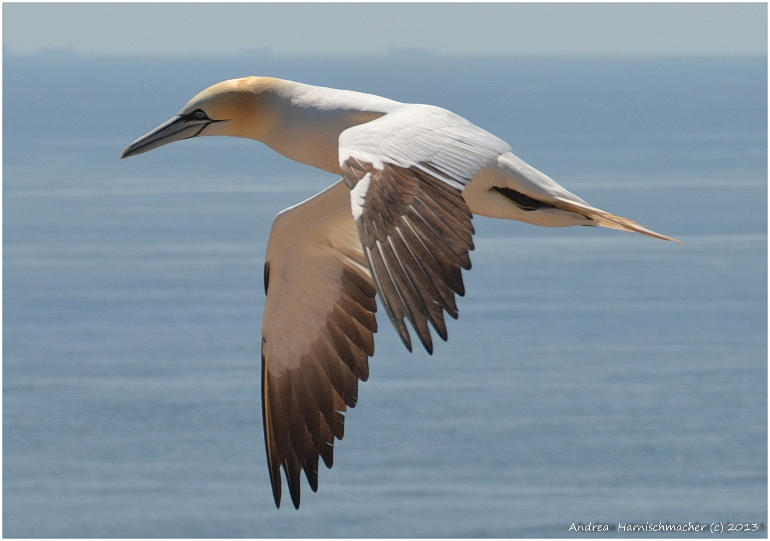 Basstölpel im Flug