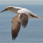 Basstölpel im Flug