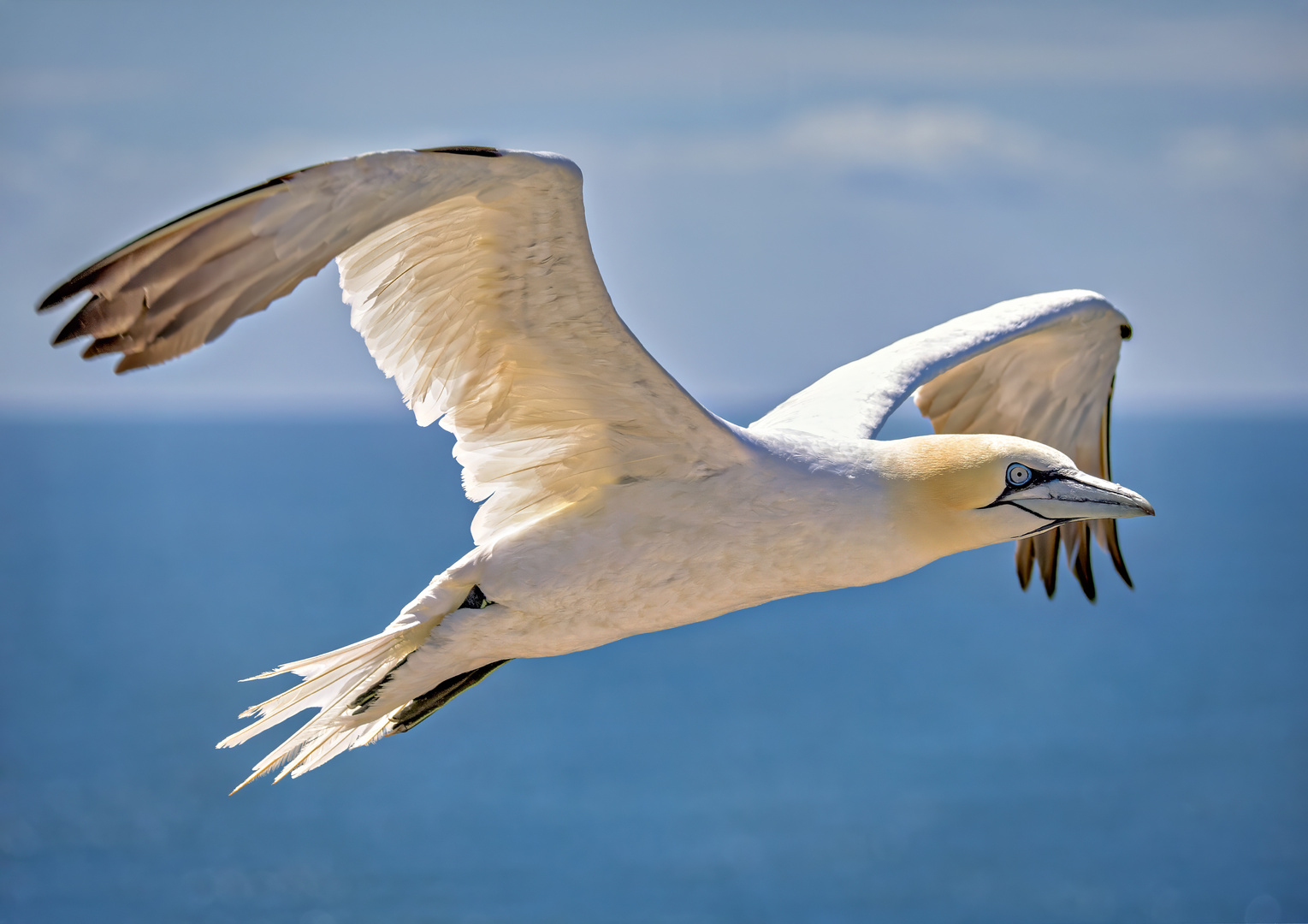 Basstölpel im Flug