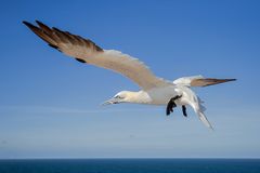 Basstölpel im Flug.