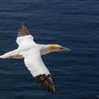 Basstölpel im Flug