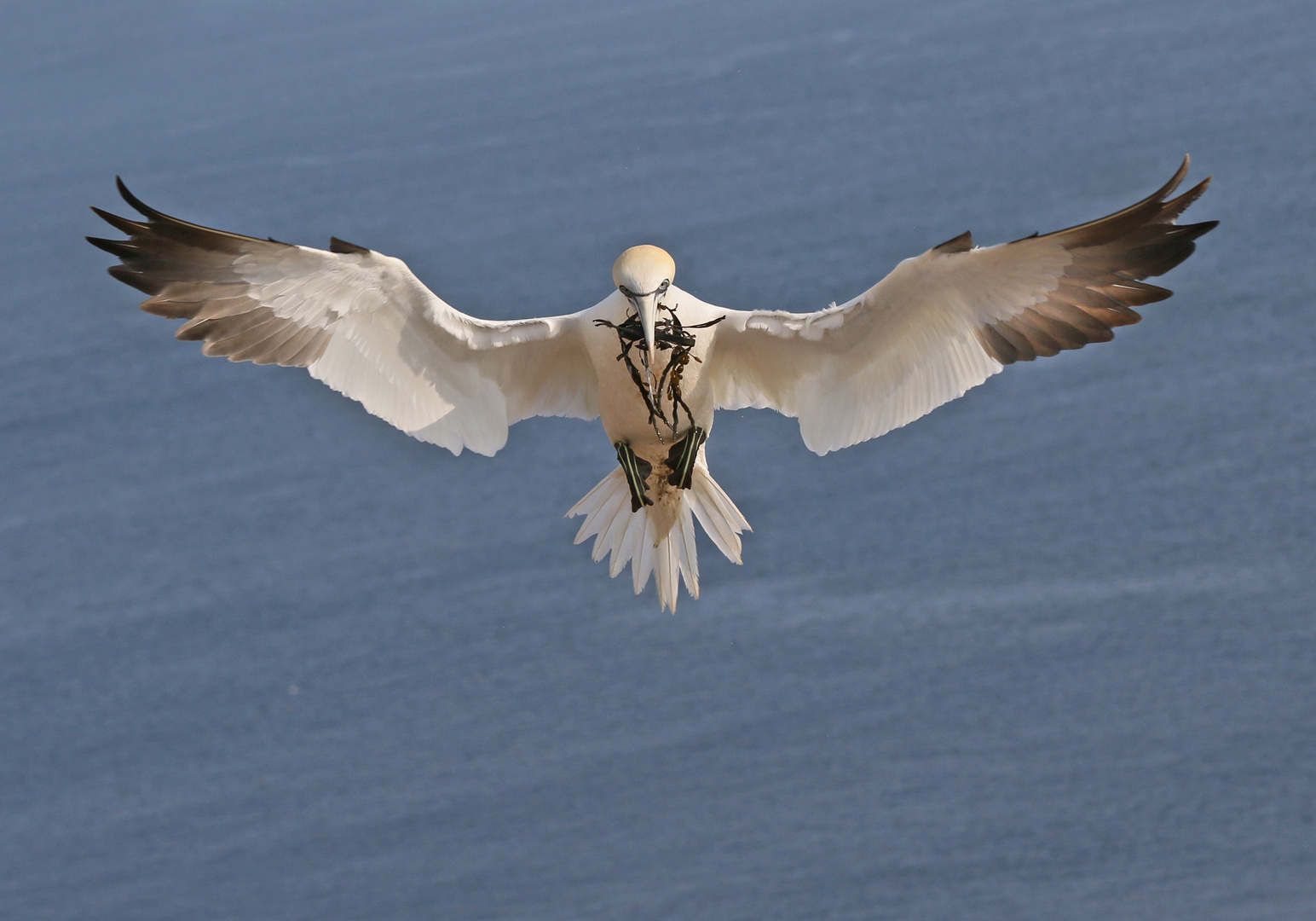 Basstölpel im Flug.